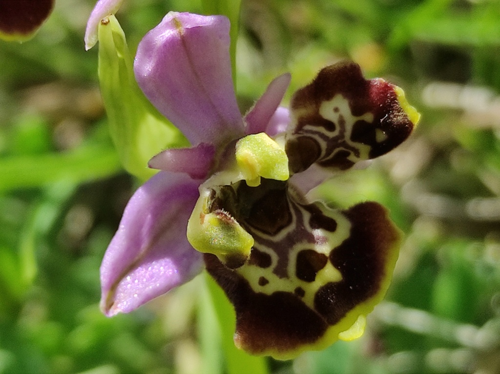 Les Lusus d'OPHRYS BOURDON Img_2561