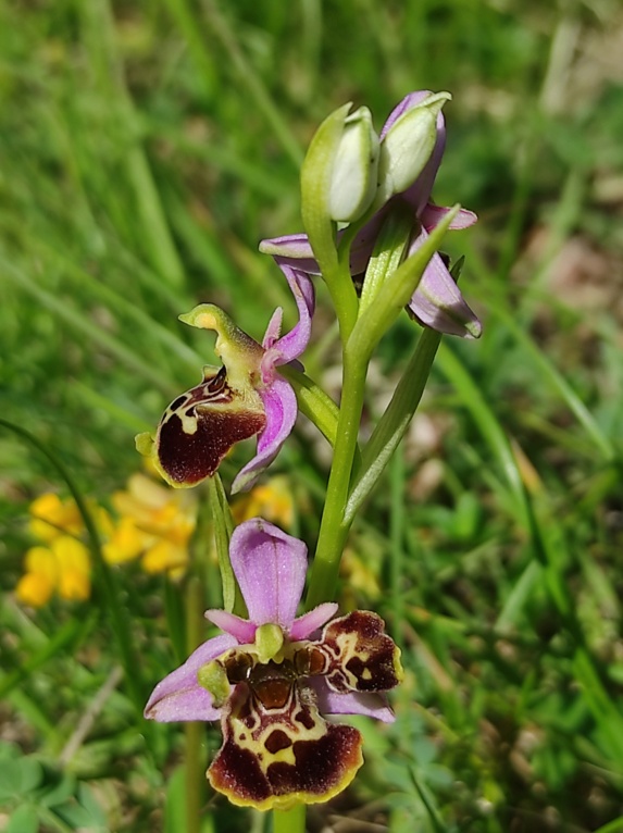 Les Lusus d'OPHRYS BOURDON Img_2564