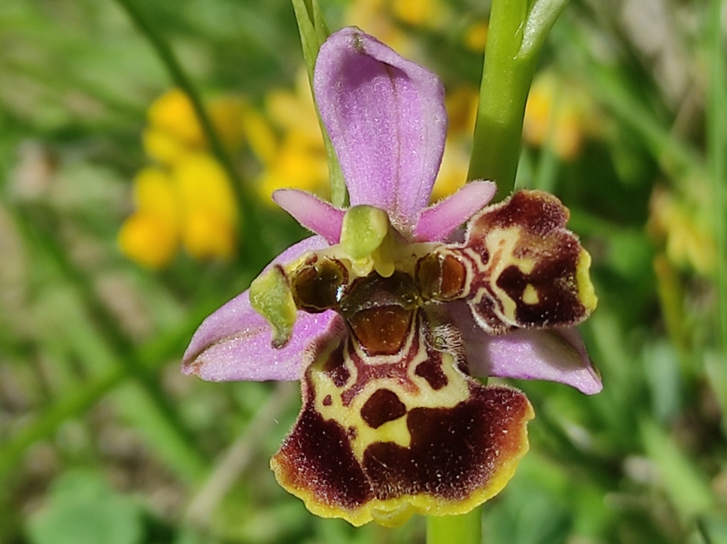 Les Lusus d'OPHRYS BOURDON Img_2565