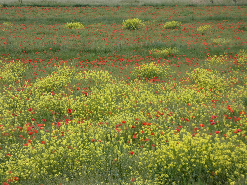 Saint-Restitut champs de colzas et coquelicots P1070824