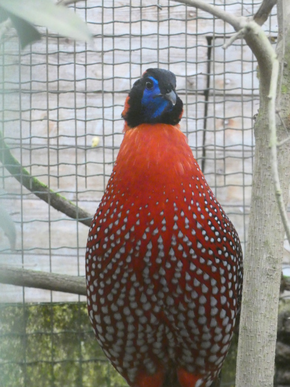 TRAGOPAN SATYRE P1100836