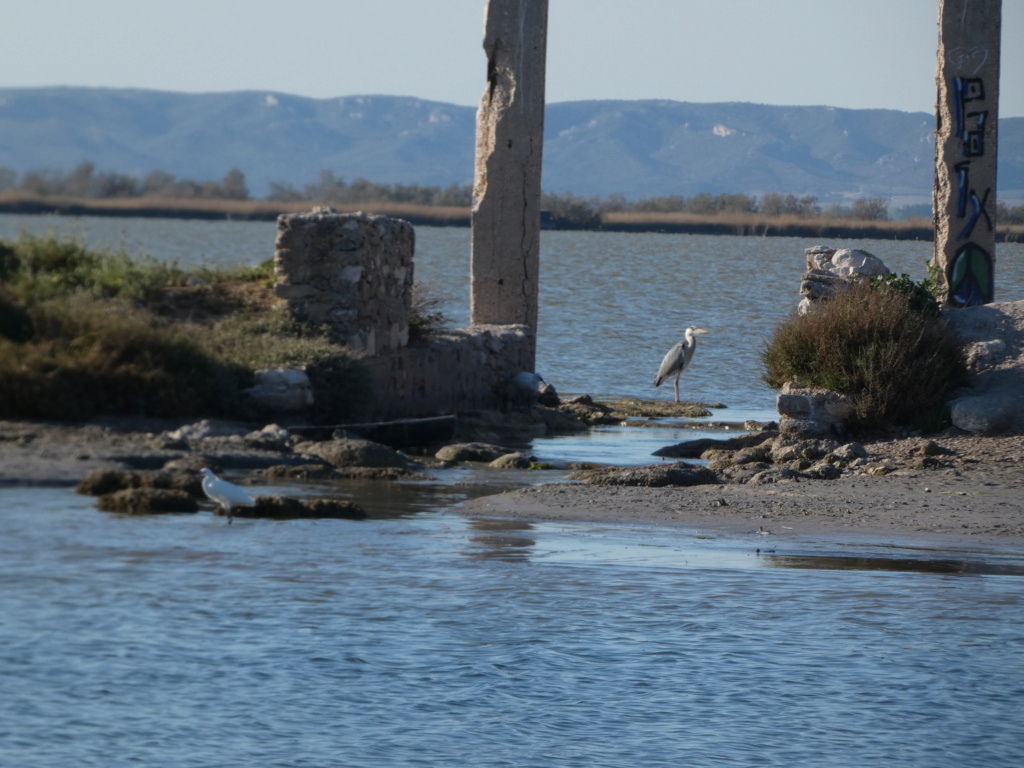 Etang de Bolmon P1140516