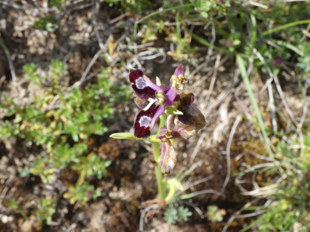 Les lusus d'OPHRYS DE LA DROME P1150510