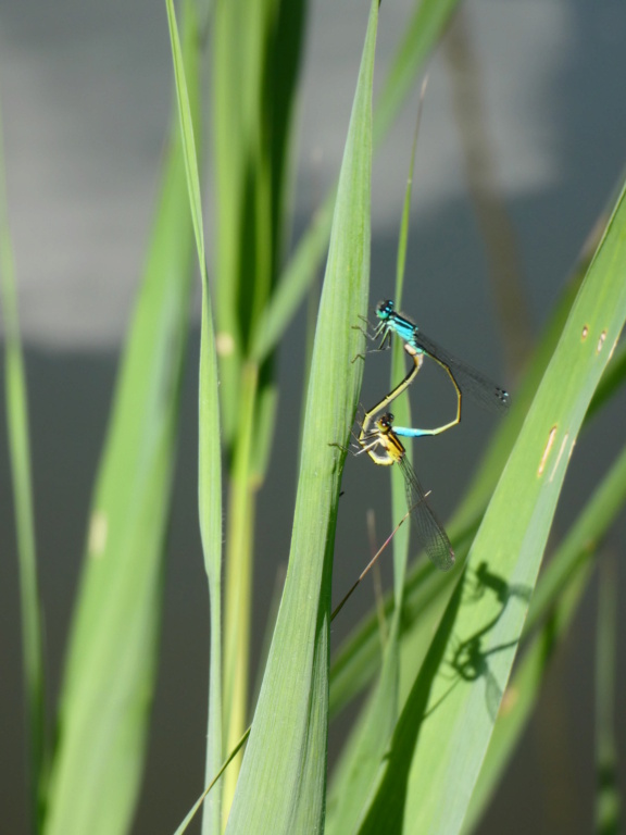 Agrion élégant P1150837