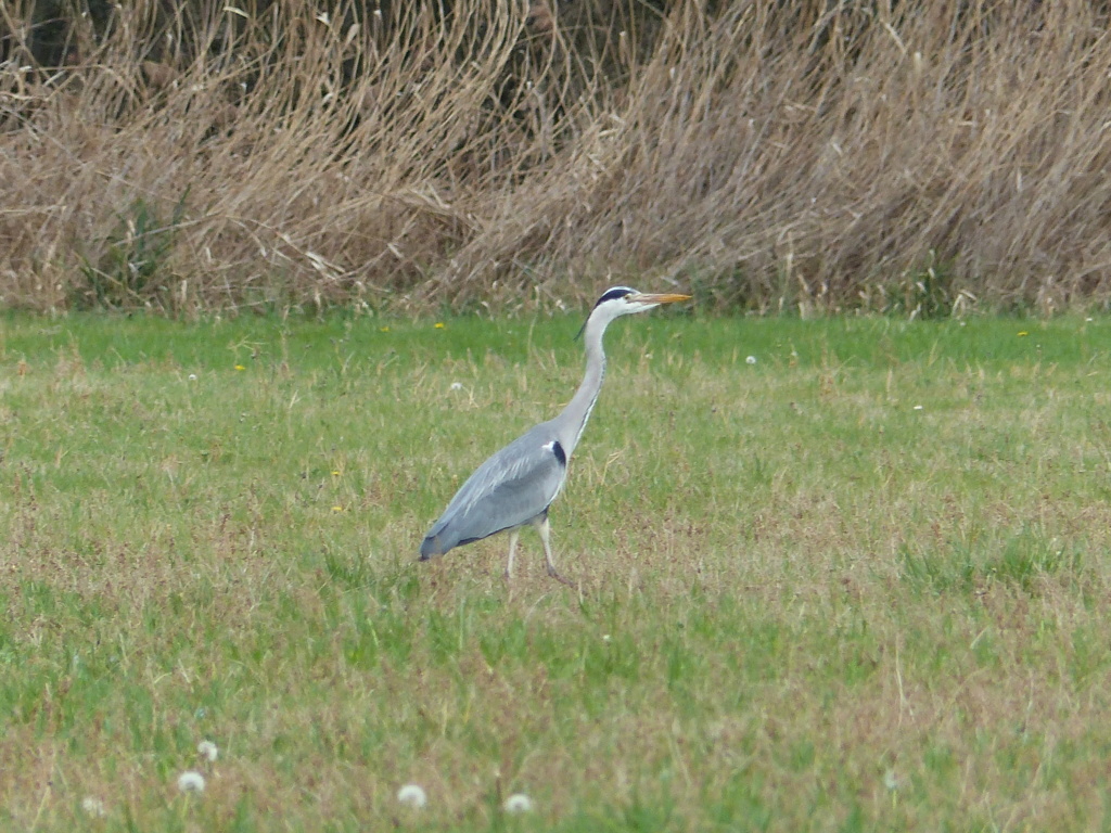 HERON CENDRE P1230116