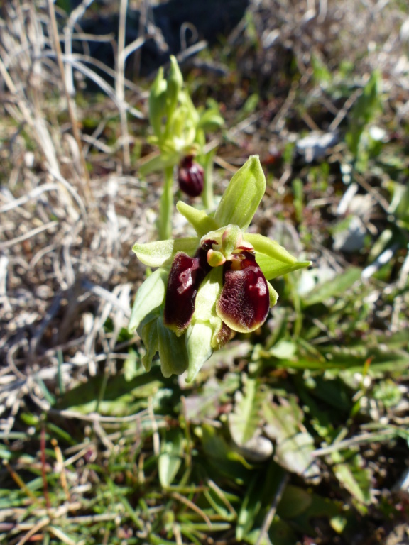 Ophrys de mars étrange!! P1230224