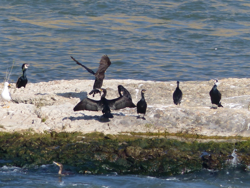               CORMORANS P1230729