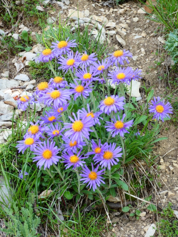 Col de la bataille P1290319