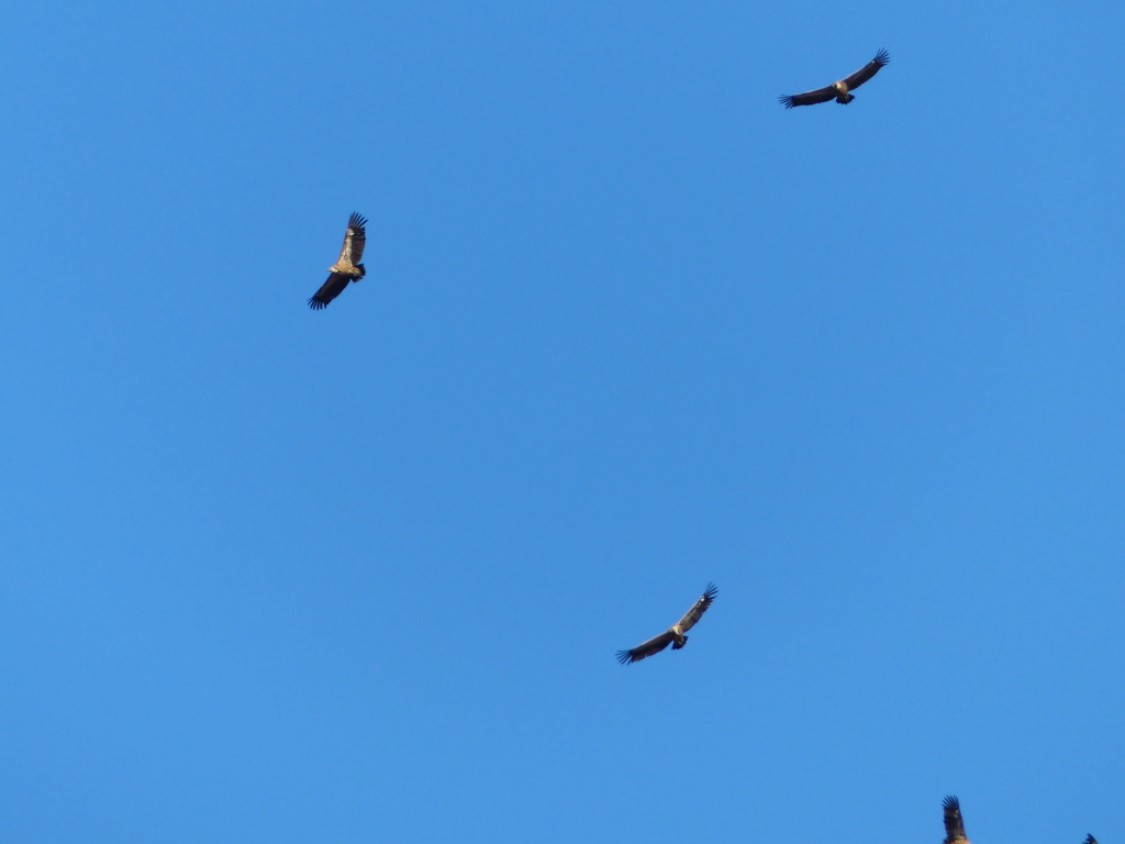 vautours - Le rocher du Caire: les Vautours P1320021