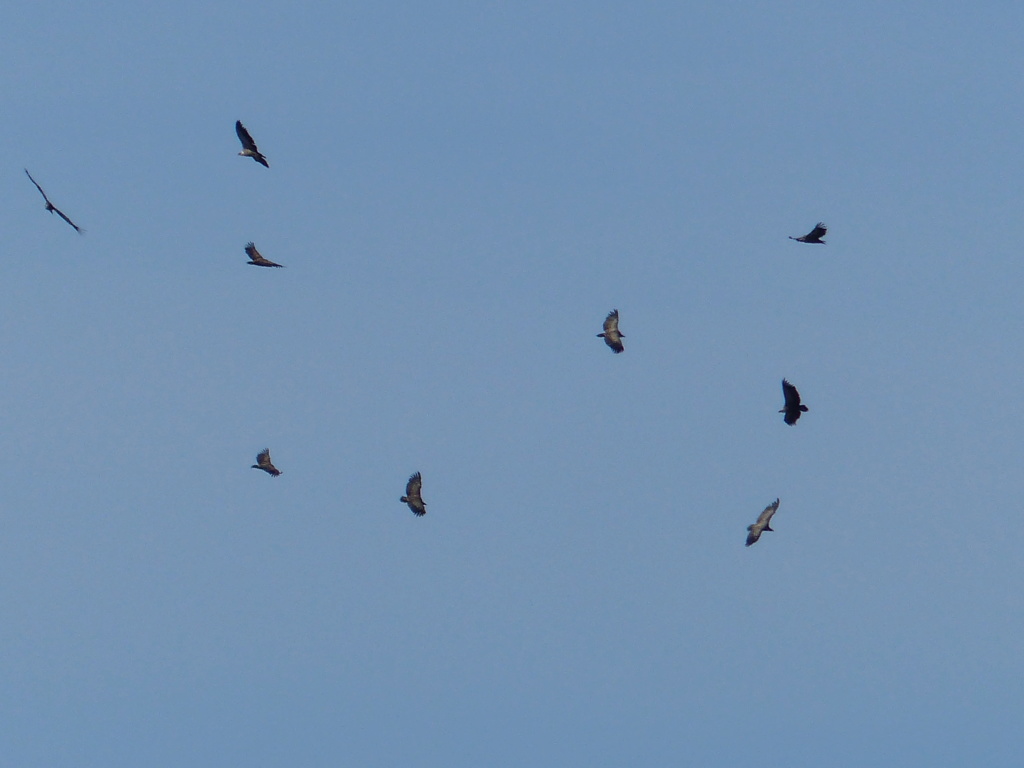 vautours - Le rocher du Caire: les Vautours P1320120