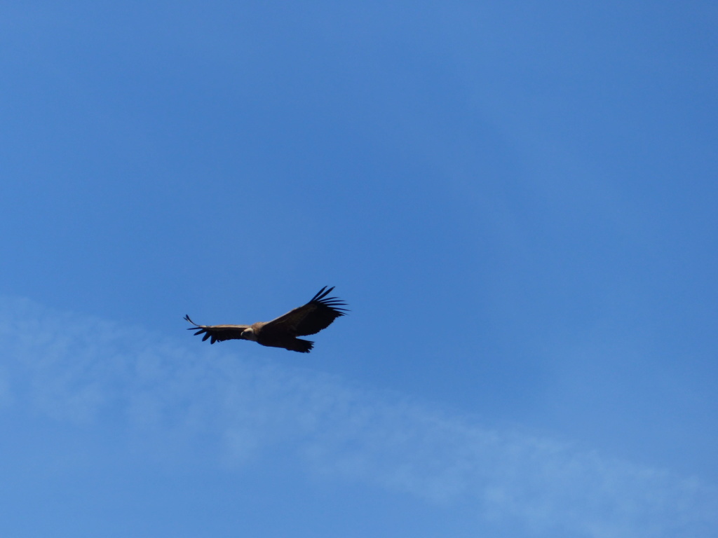 vautours - Le rocher du Caire: les Vautours P1320121