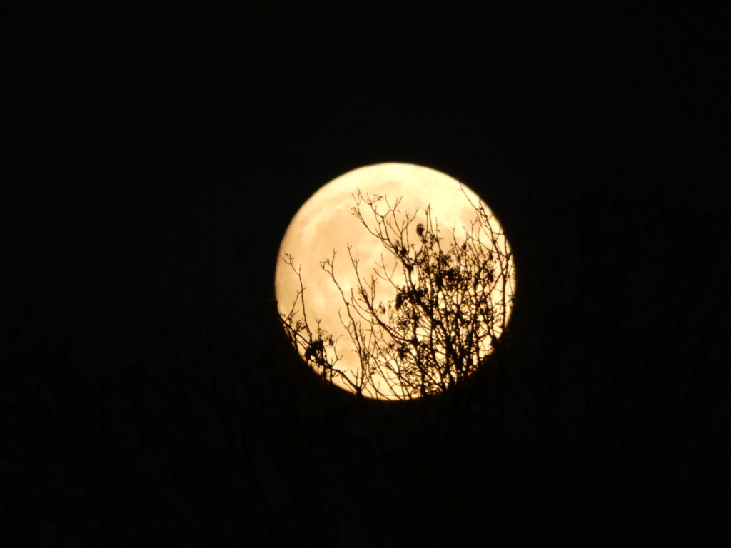 lune - Photo de lune        P1320616