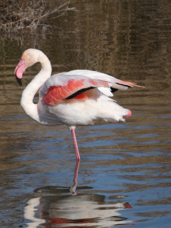 flamant - FLAMANT ROSE P1350321