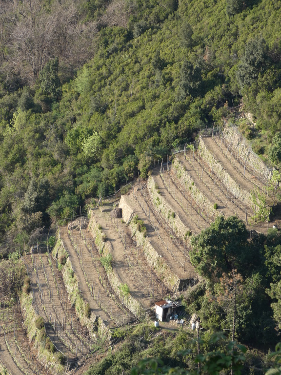 ITALIE: les Cinq Terre, du 13 au 20 Avril P1370512