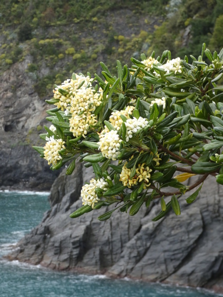 ITALIE: les Cinq Terre, du 13 au 20 Avril P1380633