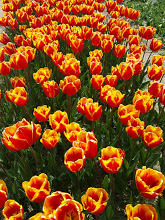 tulipes de la torche  20210410