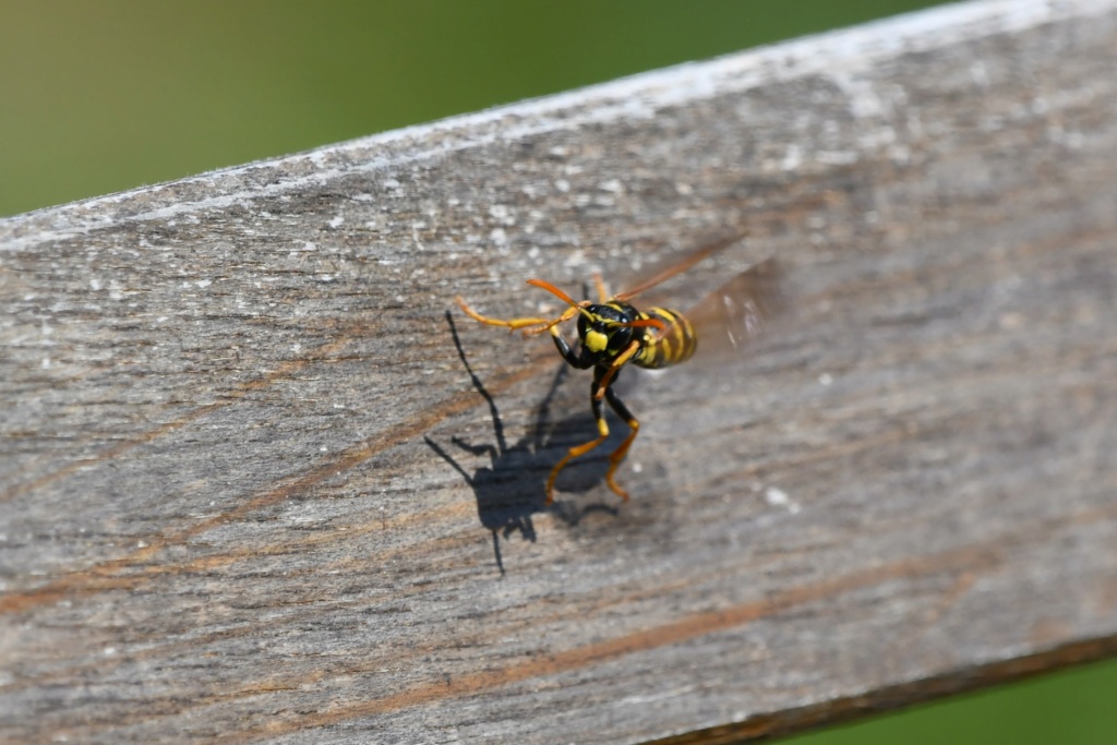 [Polistes dominula] Identification Polistes Gallicus? Dsc_1312