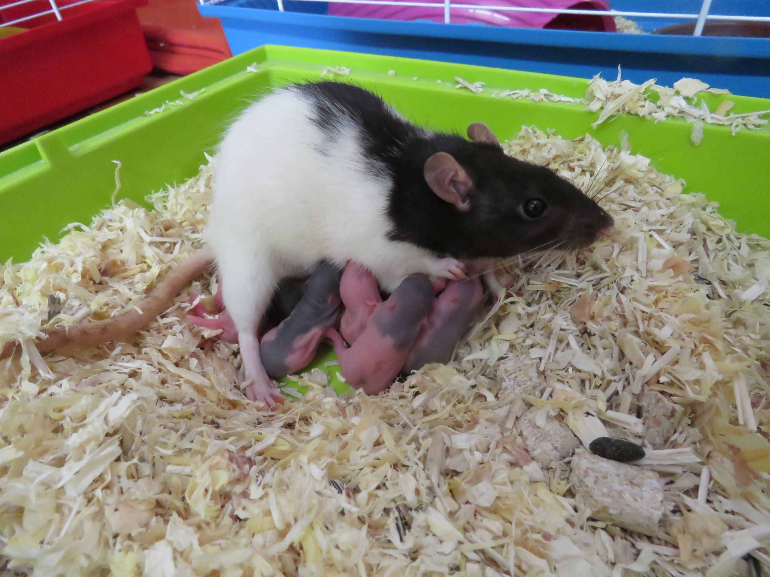 32 rats à l'adoption (Ile de France, covoiturages ok)  Portzo10