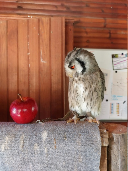 Nos amis les animaux 20230813