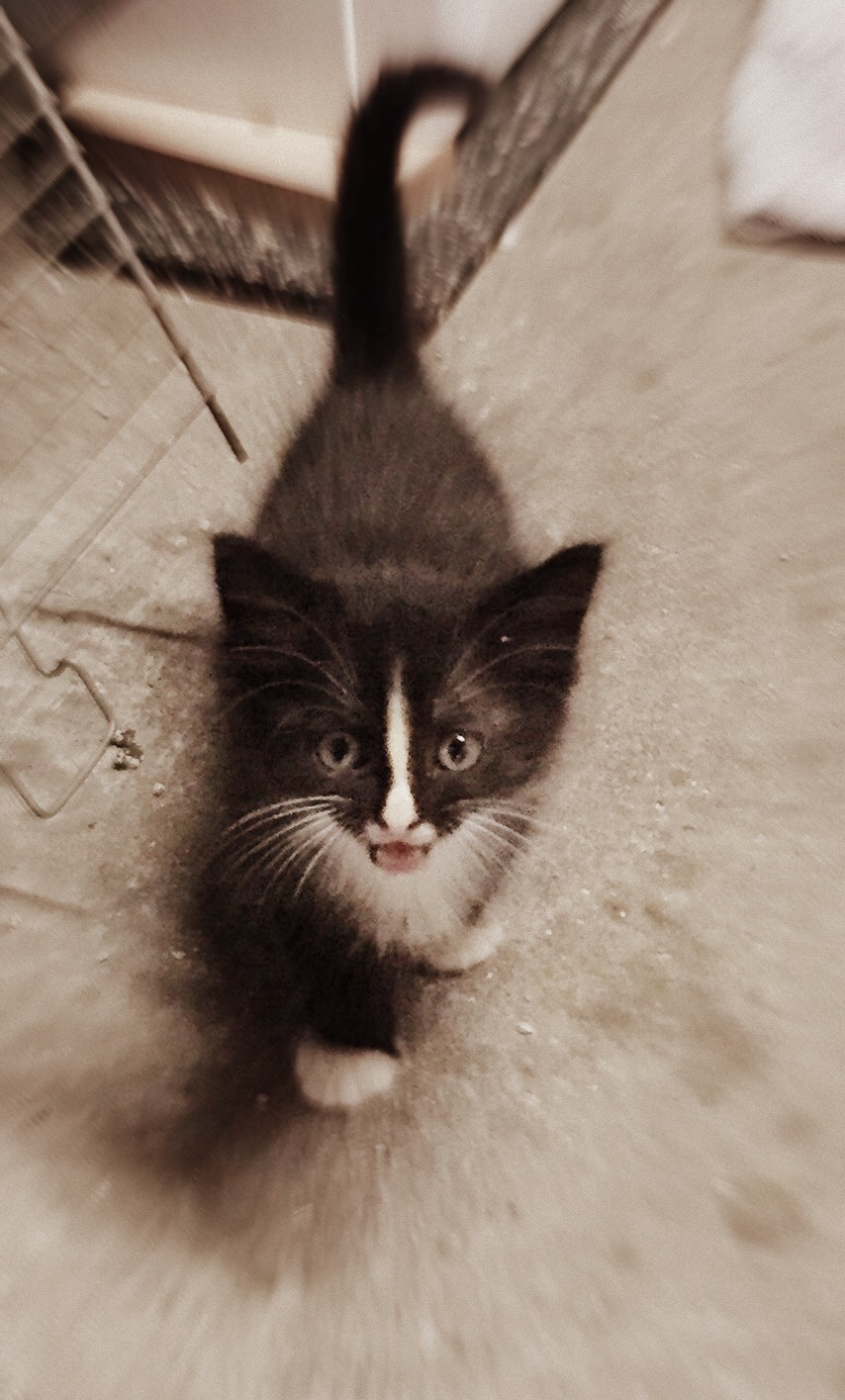Oksana, chaton mâle noir et blanc poils mi-longs, né le 1/07/2018  15360910