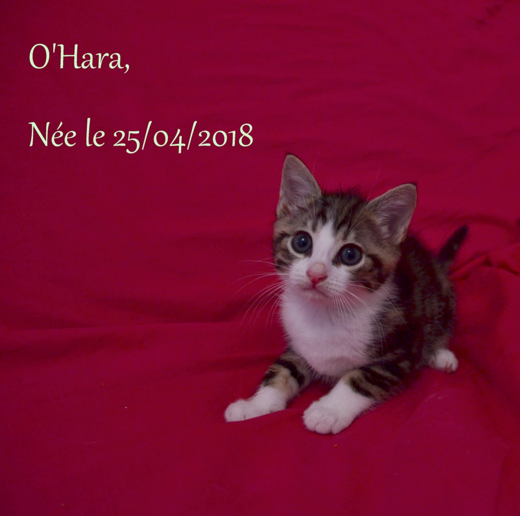 O'Hara, chatonne tigrée, née le 25/04/2018 Dsc_0913