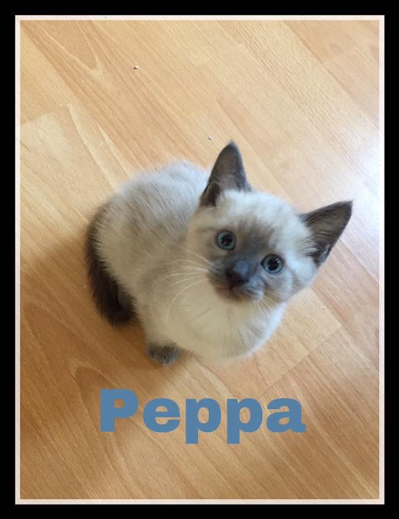 Peppa, femelle type siamois gris, née le 24/07/2019 E764ef10
