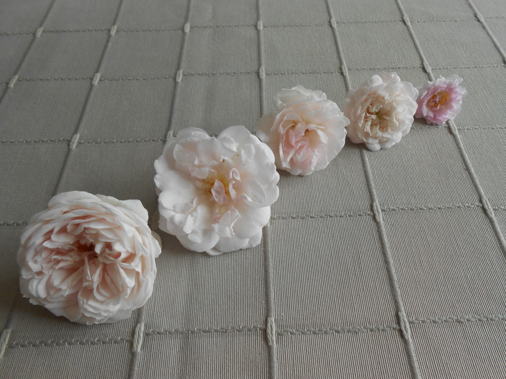 planche comparative des fleurs de polyanthas rose pâle Dscn5826