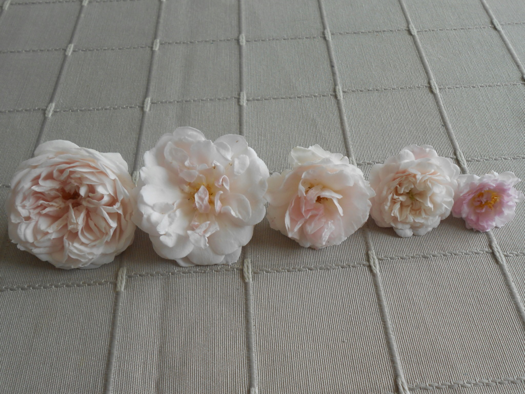 planche comparative des fleurs de polyanthas rose pâle Dscn5827