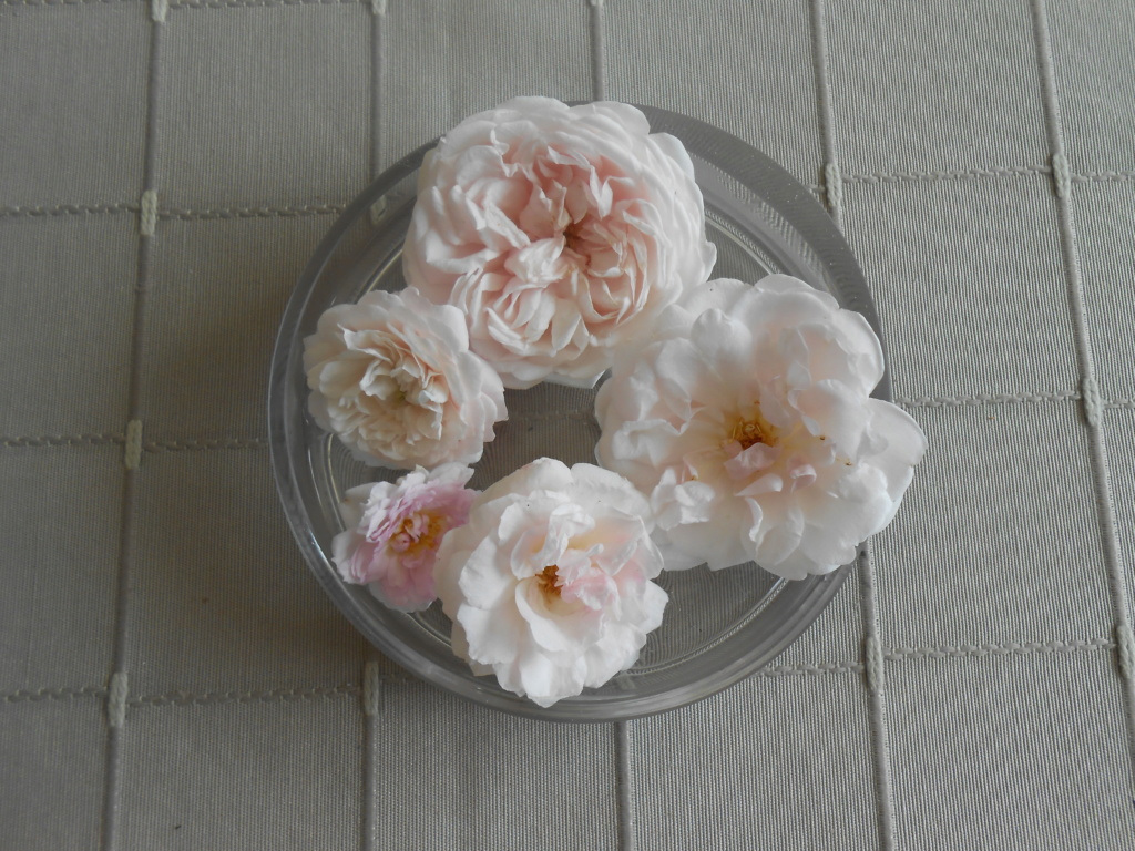 planche comparative des fleurs de polyanthas rose pâle Dscn5828