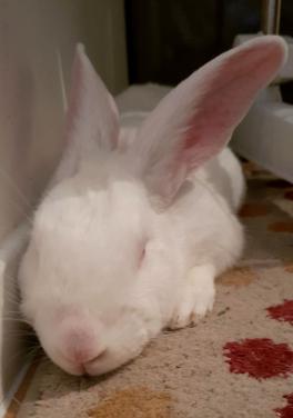 [White Rabbit] Kamo, lapin réhabilité de laboratoire 15325411