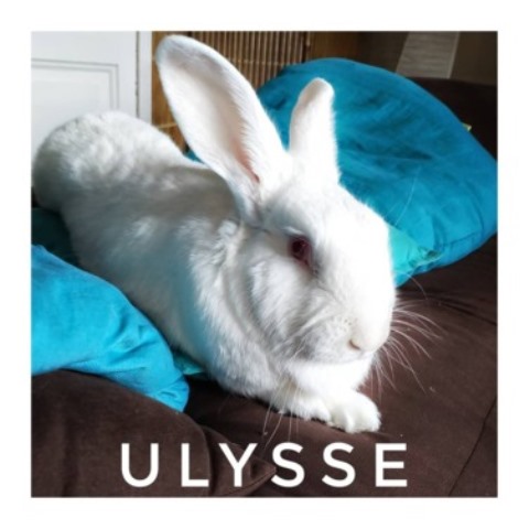 [ADOPTE] Ulysse, lapin réhabilité de laboratoire 15518310