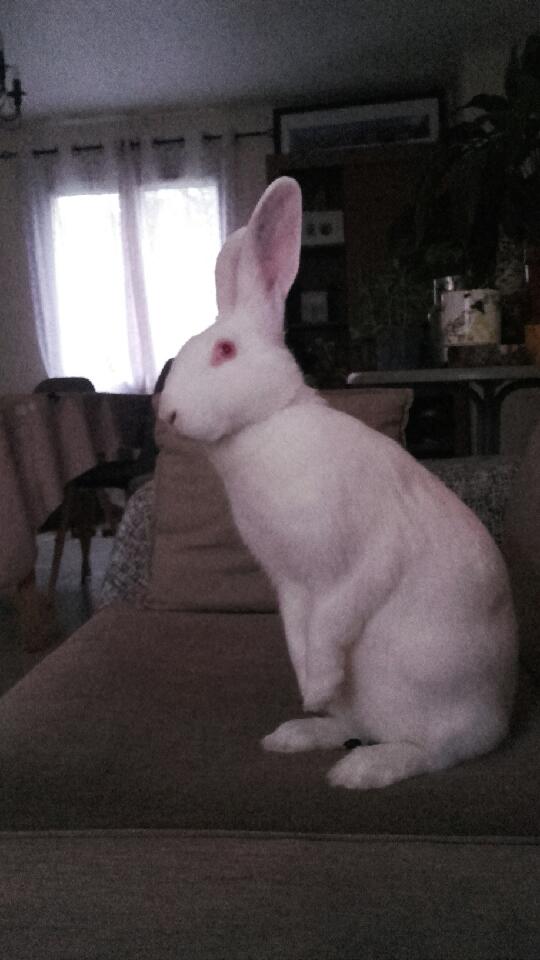 [White Rabbit] Suki, lapine réhabilitée de laboratoire 20181215