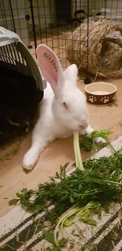 [White Rabbit] Kamo, lapin réhabilité de laboratoire 32777410