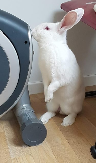 [ADOPTE] Krema, lapin réhabilité de laboratoire 33204812