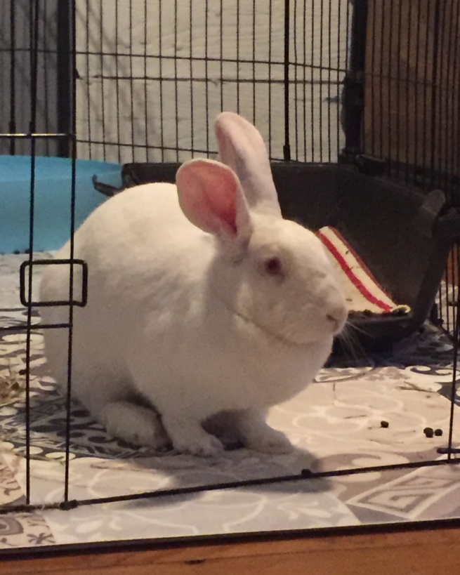 [White Rabbit]Lapins réhabilités de laboratoire à adopter 3acfb010