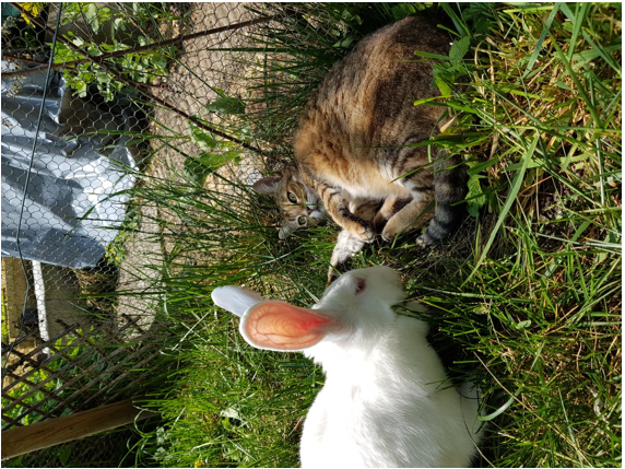 [White Rabbit] Summer, lapine réhabilitée de laboratoire Captur11