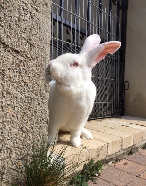 [ADOPTE] Elios, lapin réhabilité de laboratoire Eliosi10