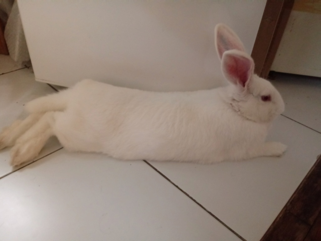 [White Rabbit] Leeloo, lapine réhabilitée de laboratoire Leeloo18