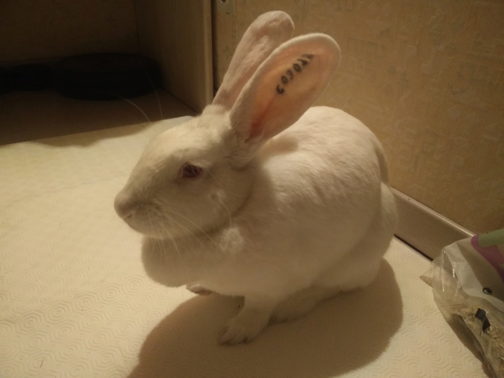 [White Rabbit] Nori, lapine réhabilitée de laboratoire Nori_220