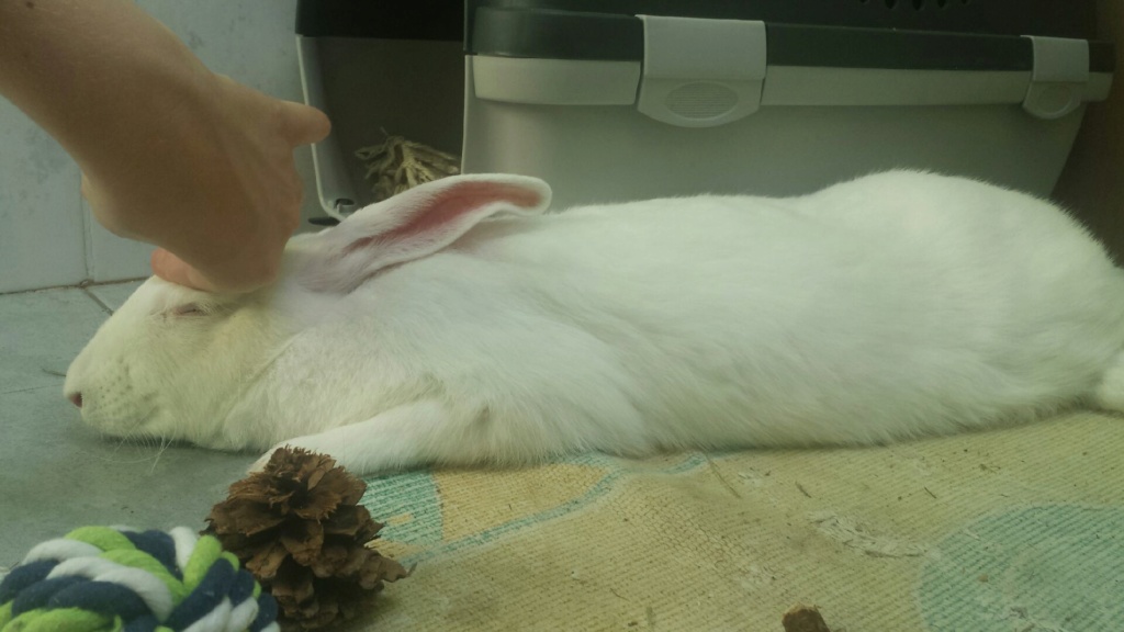 [White Rabbit] Opale, lapine réhabilitée de laboratoire Opale_10