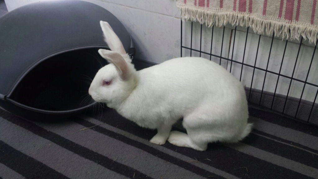 [White Rabbit] Opale, lapine réhabilitée de laboratoire Photo013