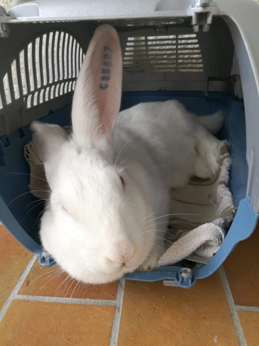 [White Rabbit] Rose, lapine réhabilitée de laboratoire Roseim11