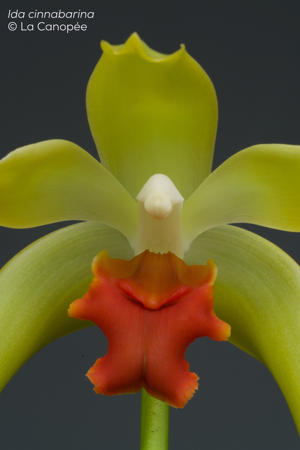 Sudamerlycaste (Ida) cinnabarina Ida_ci11