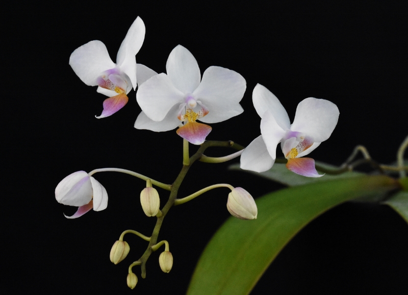 Phalaenopsis sanderiana x equestris (Hebe) A11