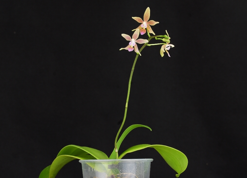 Phalaenopsis viridis x equestris (Claudio Nardotto) Claudi10
