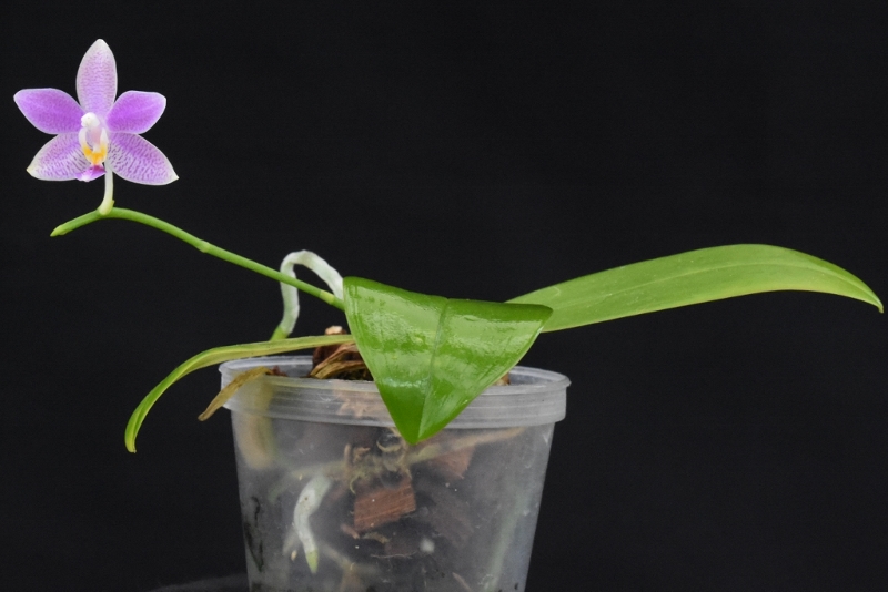 Phalaenopsis speciosa x equestris (Hiroshima Tetratris) Klein_11