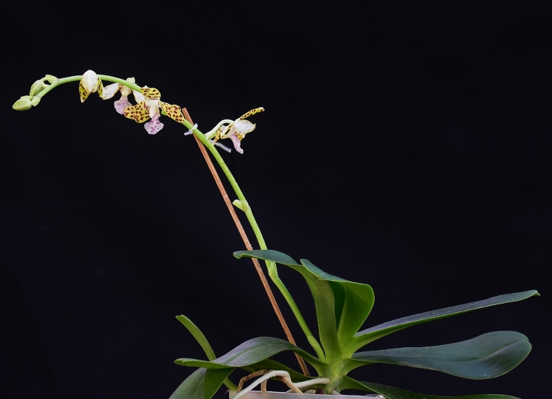 Phalaenopsis hygrochila x japonica (Little One) Nr_22610