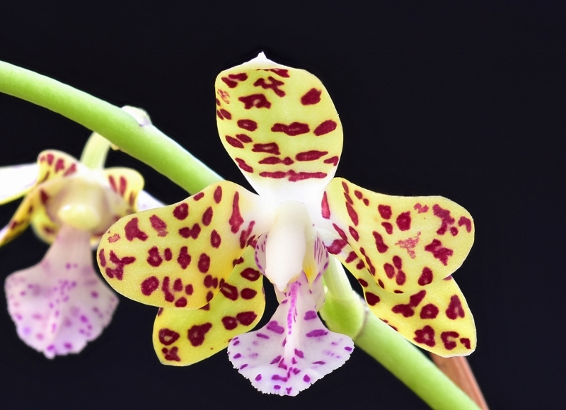 Phalaenopsis hygrochila x japonica (Little One) Nr_22611