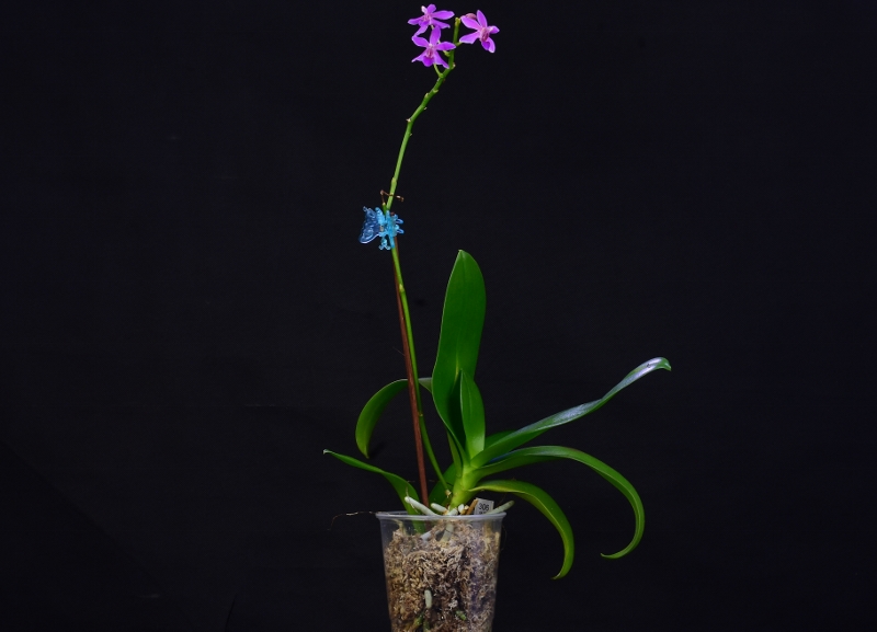 Phalaenopsis pulcherrima x equestris (Purple Gem) - Seite 2 Nr_30610