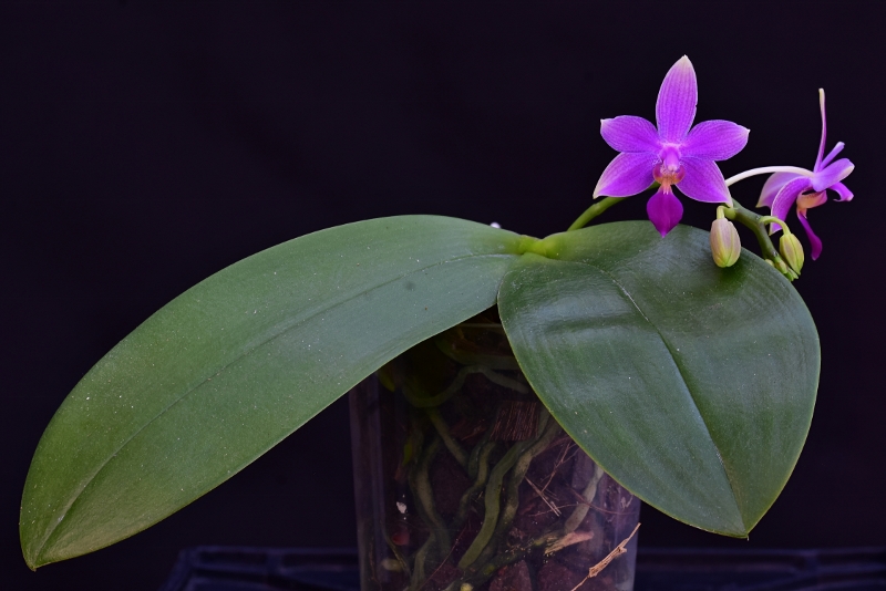 Phalaenopsis bellina x equestris (KS Mini Tris) Nr_37910